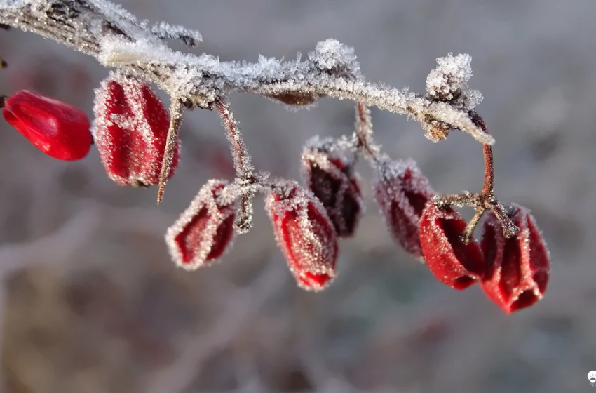 Csak pár fokos lehűlés jön, a tél továbbra sem tér vissza