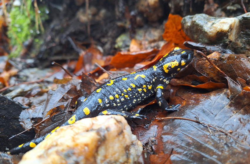 Szalamandrabummot videóztak a Kőszegi-hegységben
