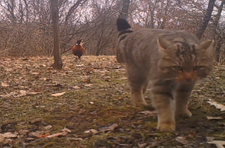 Videón a börzsönyi vadmacska és két fácán találkozása