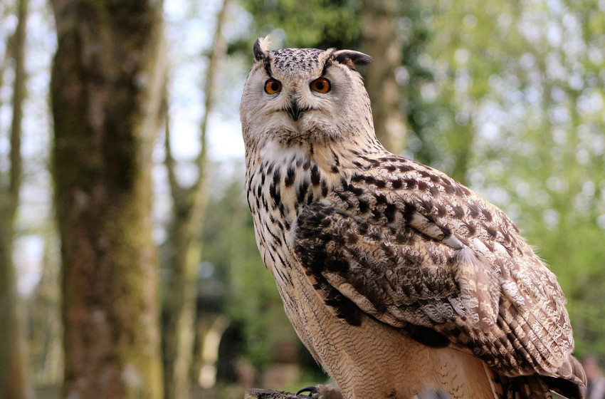 Csaknem tizenkétezer erdei fülesbagoly telelt Magyarországon