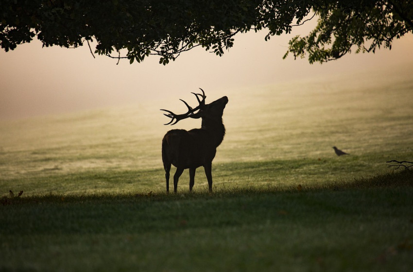 Lopásnak minősül a hullajtott agancsok gyűjtése, ötmilliós bírság is járhat érte