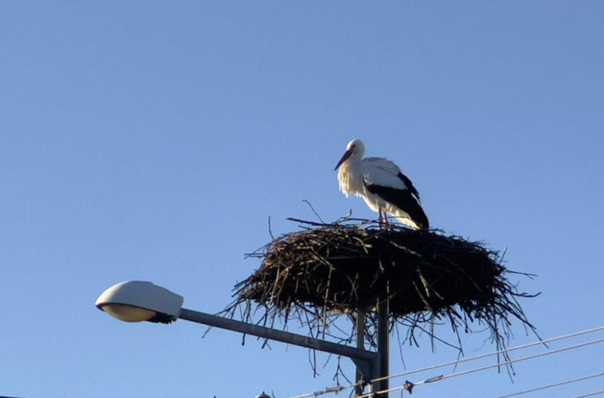 Megérkezett teleléséből az első gólya