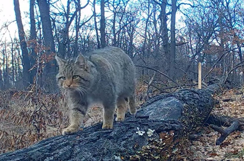 Párzási időszakban szerenádozott a börzsönyi vadmacska (VIDEÓ)