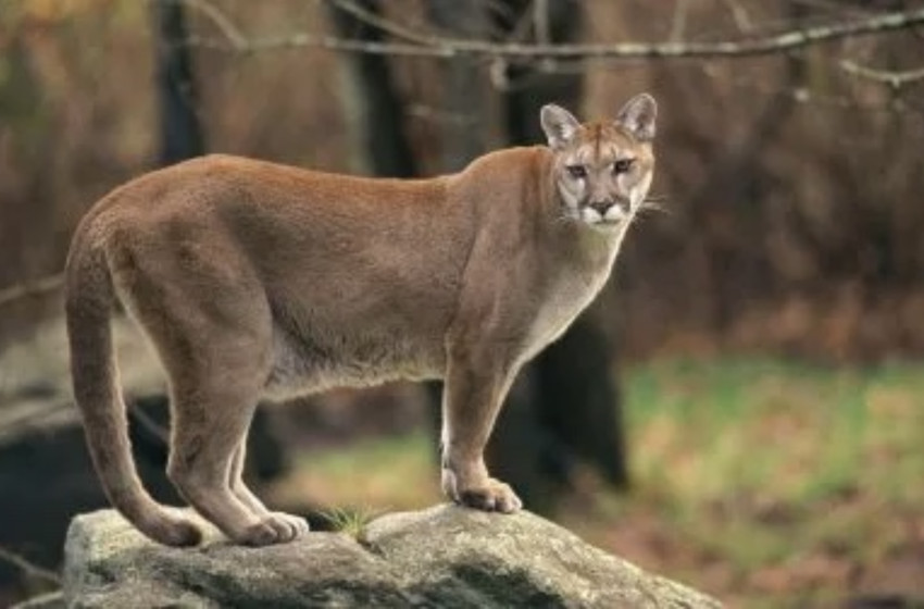 Fény derült a macskafélék különleges képességének okára