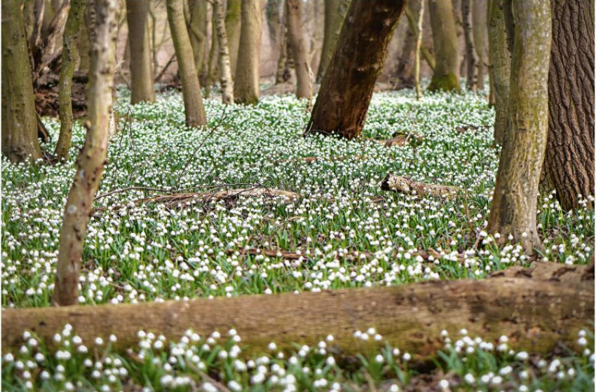 Milliónyi tőzike lepte el a csáfordjánosfai erdőt