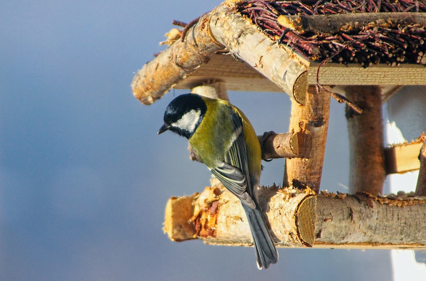 A postaládákban fészkelő széncinegék védelmére hívja fel a figyelmet az MME