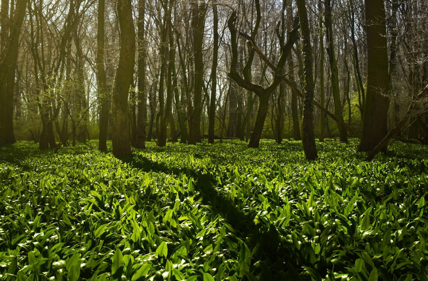 Hamarosan itt a tavasz: kezdődik a medvehagymaszezon 