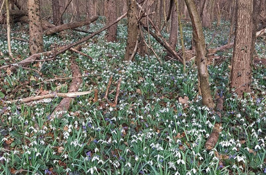 Lébényben tündököl a Hanság legnagyobb hóvirágszőnyege