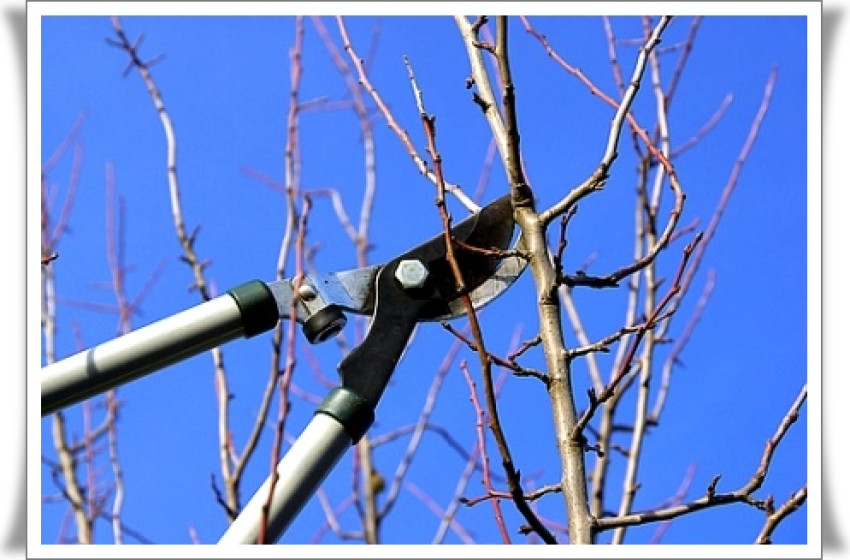 Megkezdődik a gömbfák metszése Hövejen 