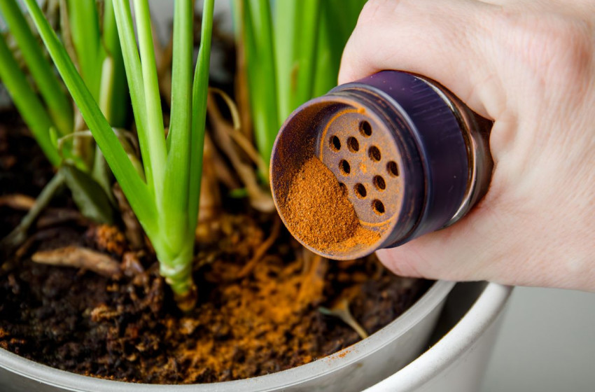 Filléres szer, amitől gyorsabban nőnek a növények