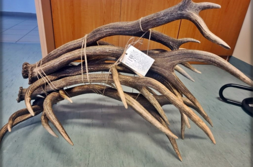 Agancstolvajt kaptak el a kapuvári nyomozók