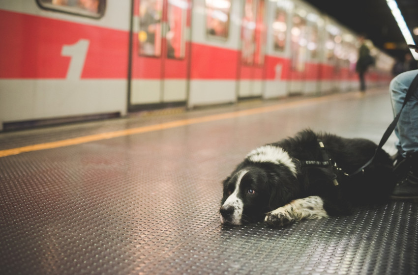 Itt a kedvezményes kutya-országbérlet