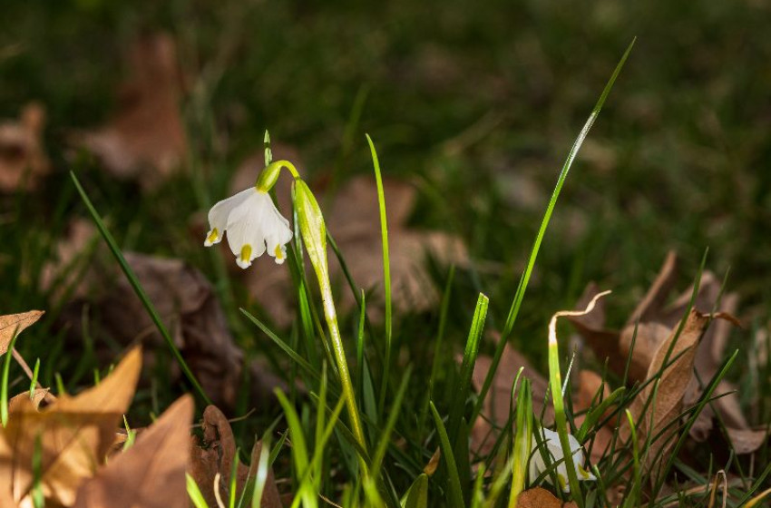 Meleg, tavaszias idővel nyit a hét