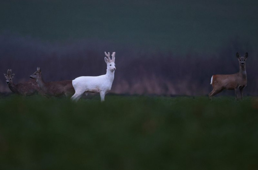 Ismét feltűnt a tokaji fehér herceg