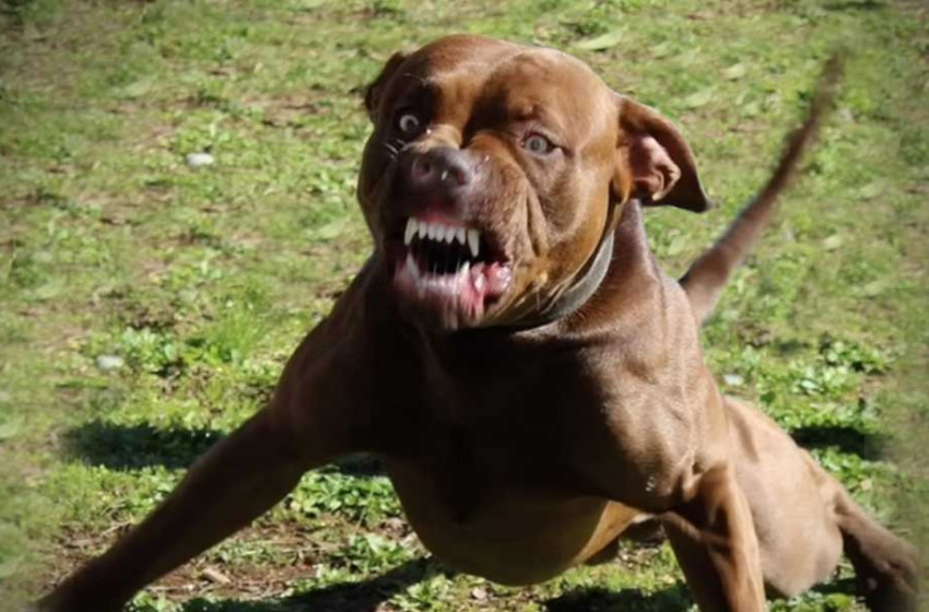 Harci kutya támadt egy soproni kislányra