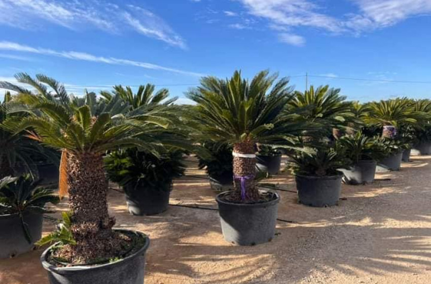 Mediterrán témák Kapuváron