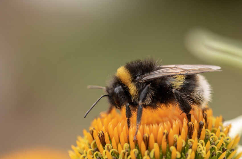 Egymástól tanulnak a poszméhek