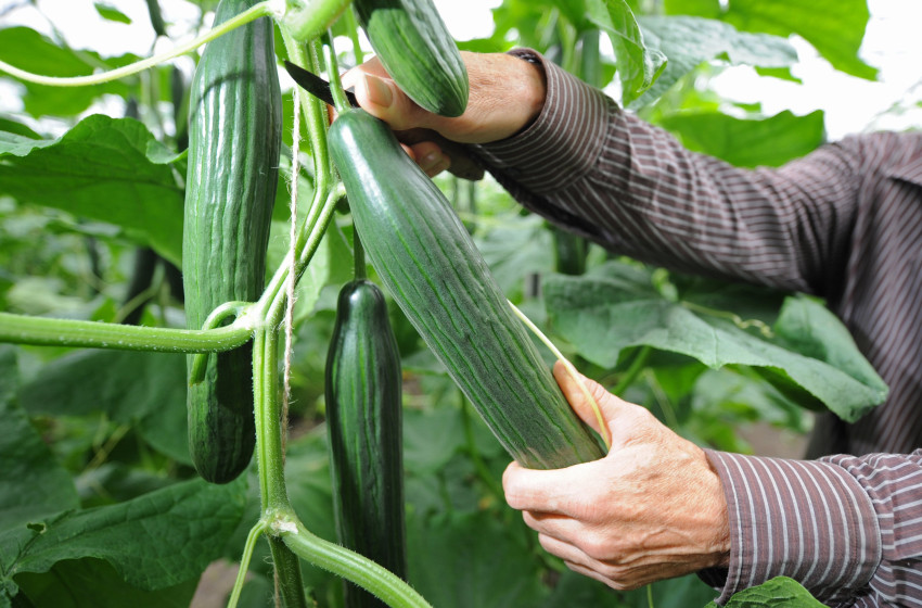 Ez történik a testével, ha minden nap eszik kígyóuborkát