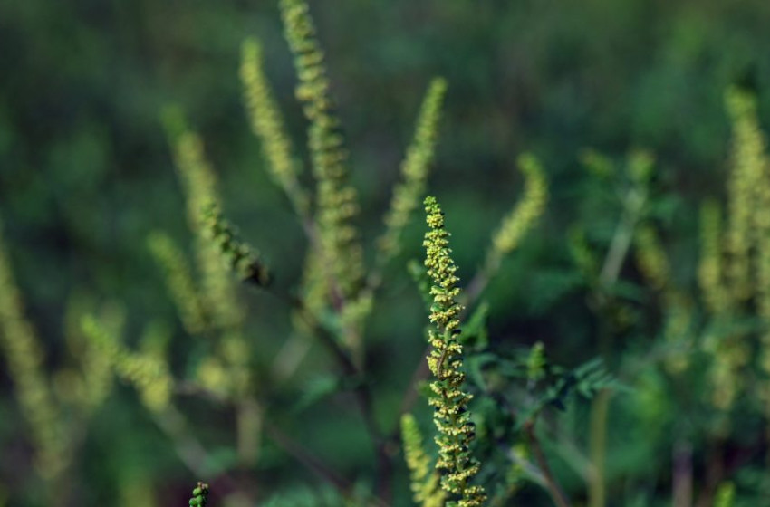 Közel négymillió forintra büntettek valakit a parlagfű miatt