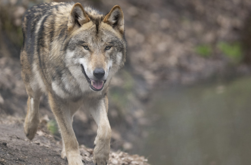 Farkas kergetett őzeket Ácsnál - Videó