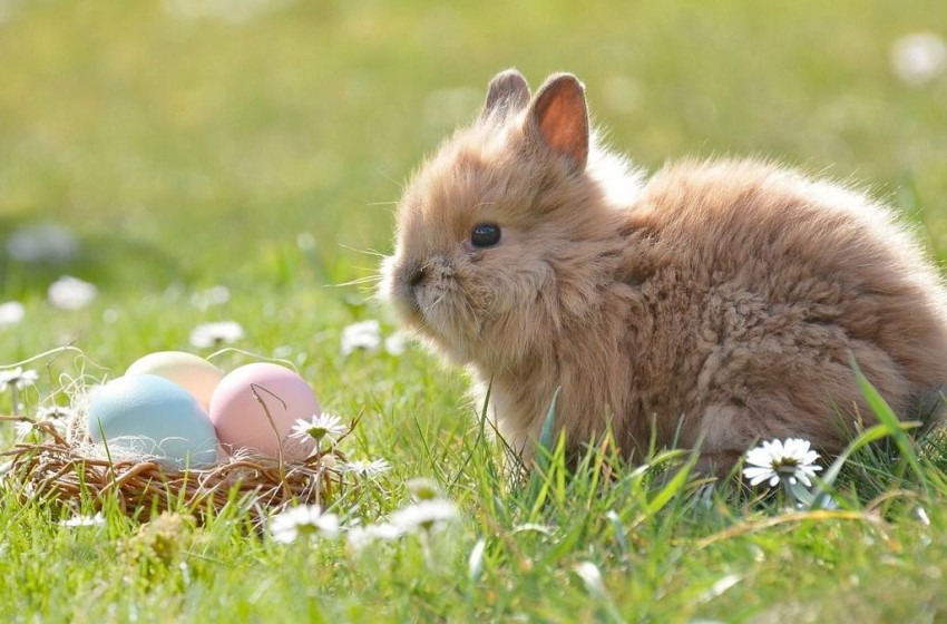 Állatkínzással érhet véget a húsvéti ünnep, ha nem figyelnek oda, és akár börtön is lehet a vége 