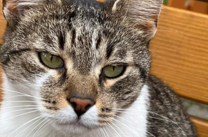 Ellopták a neszmélyi hajóskanzen népszerű cicáját + Videó 