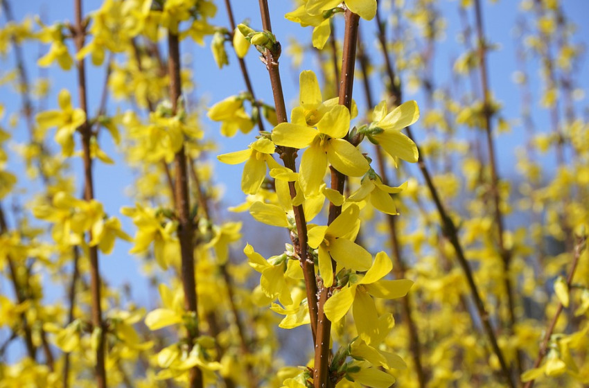 Tudod, mi az aranyeső hivatalos neve?