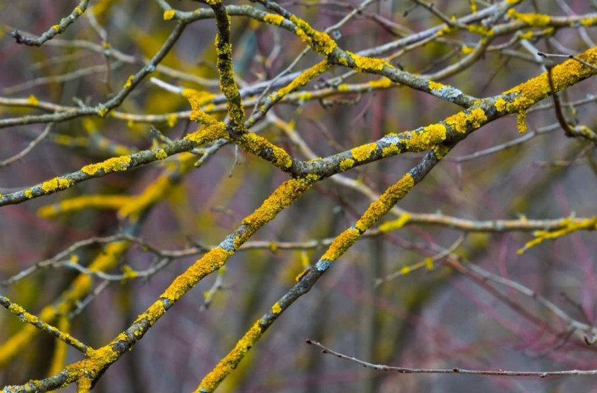 Sárga foltok a faágakon - Mi ez és mit tehetünk ellene?