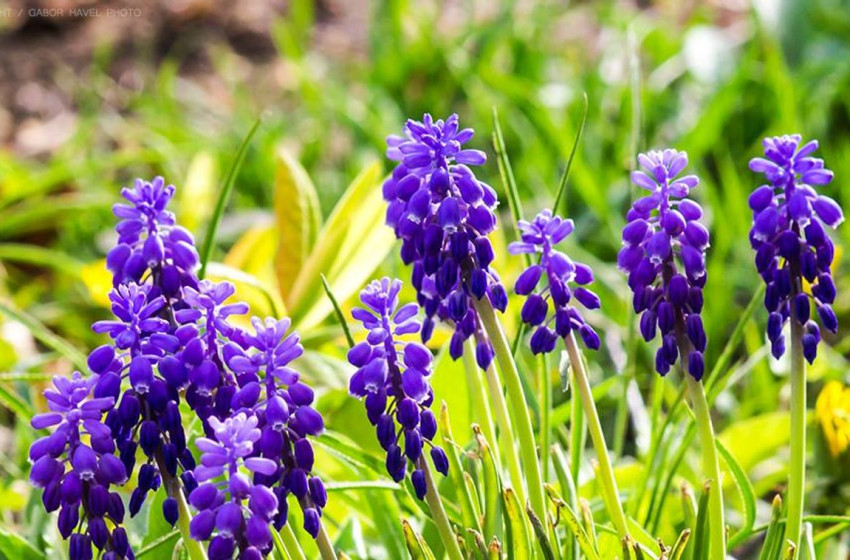 Berobbant az áprilisi nyár