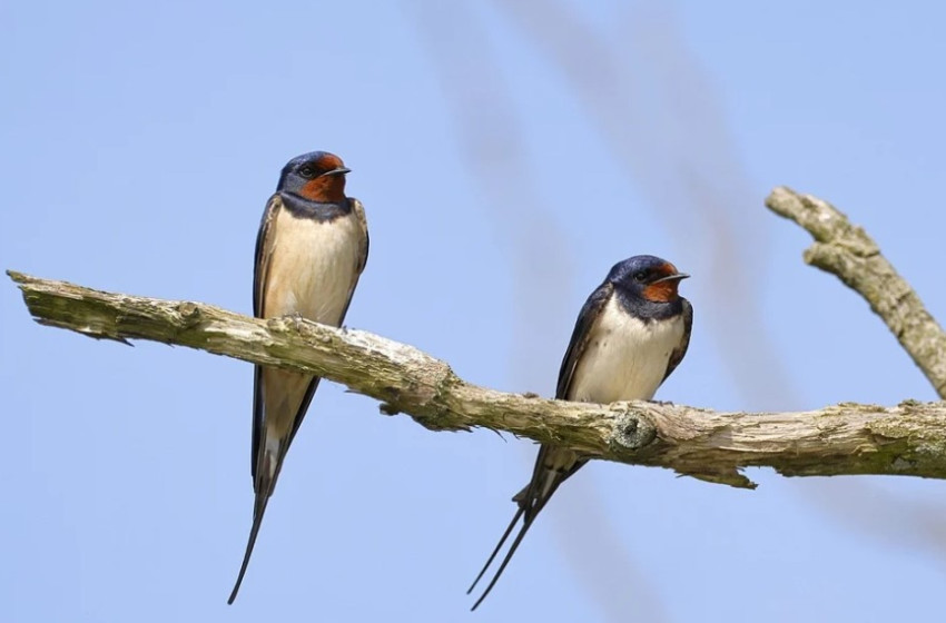 Az építési területekre beköltőző partifecskék védelmére figyelmeztet az MME