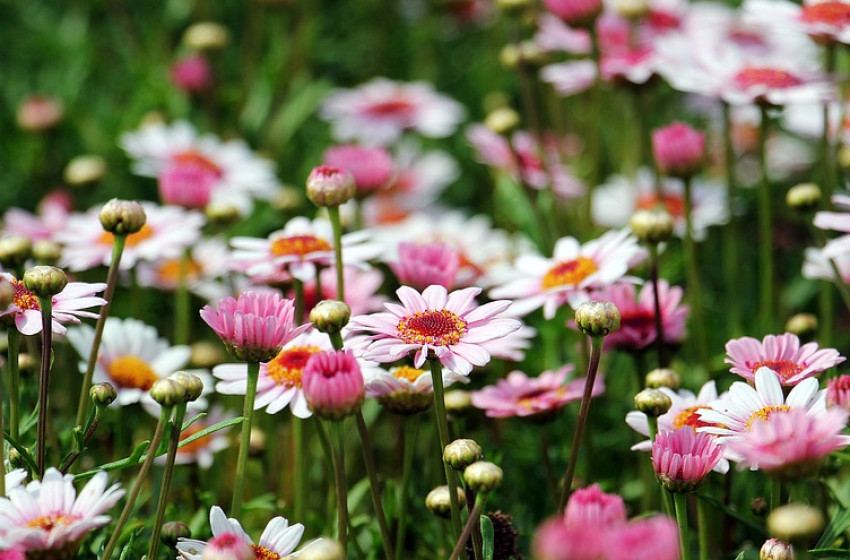 Folytatódik a kora nyárias idő