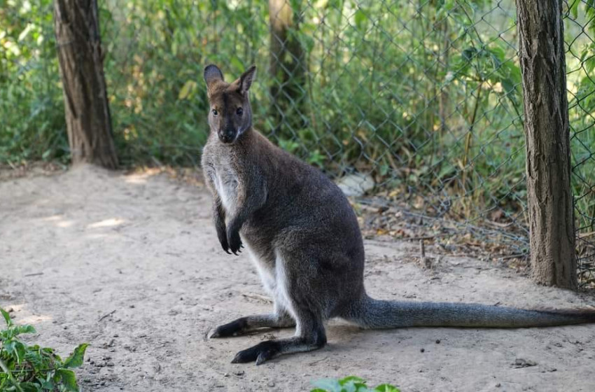 Kengurut kergettek a rendőrök