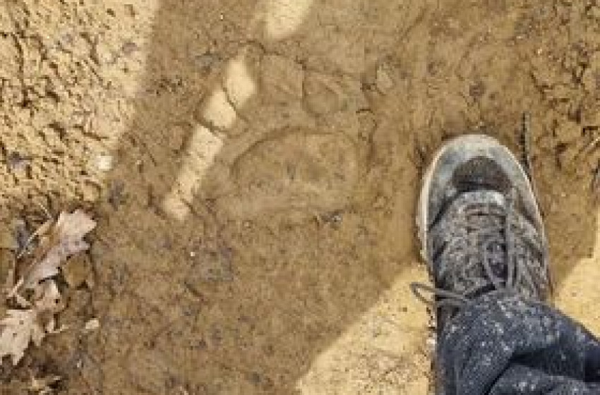 Vészesen közel találták meg egy medve nyomait 