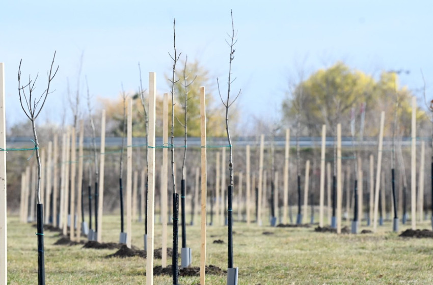 A kormány növelné a fásult területek arányát