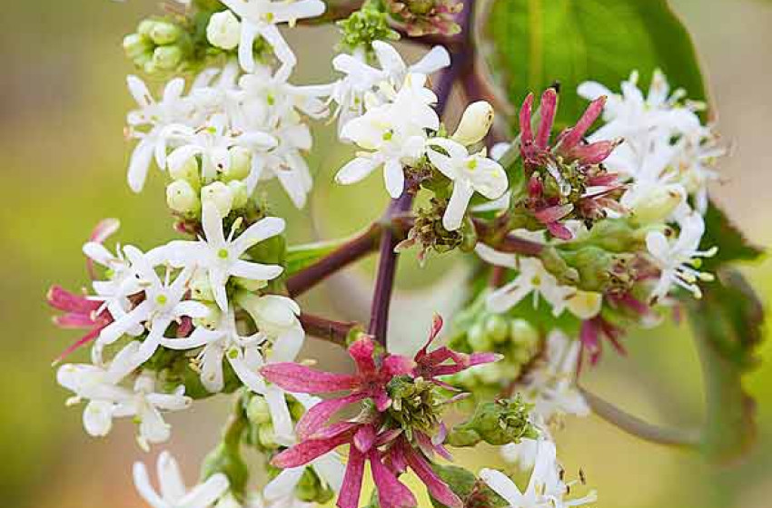 5 csodás, hófehér virágos fát ajánlunk a kertedbe