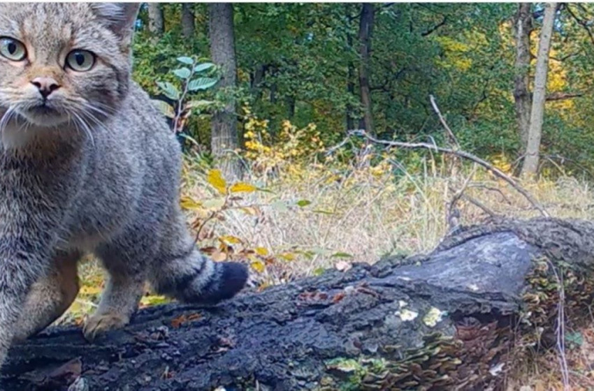 Vadmacska és hiúz pózolt a bükki kameracsapdák előtt