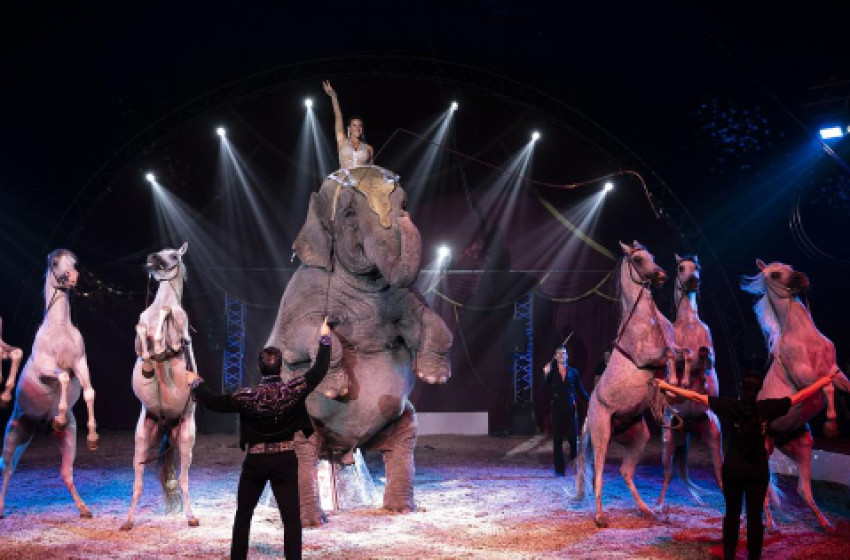 A „halálgömb” legmagasabb pontjáról zuhant le egy motoros a győri premieren