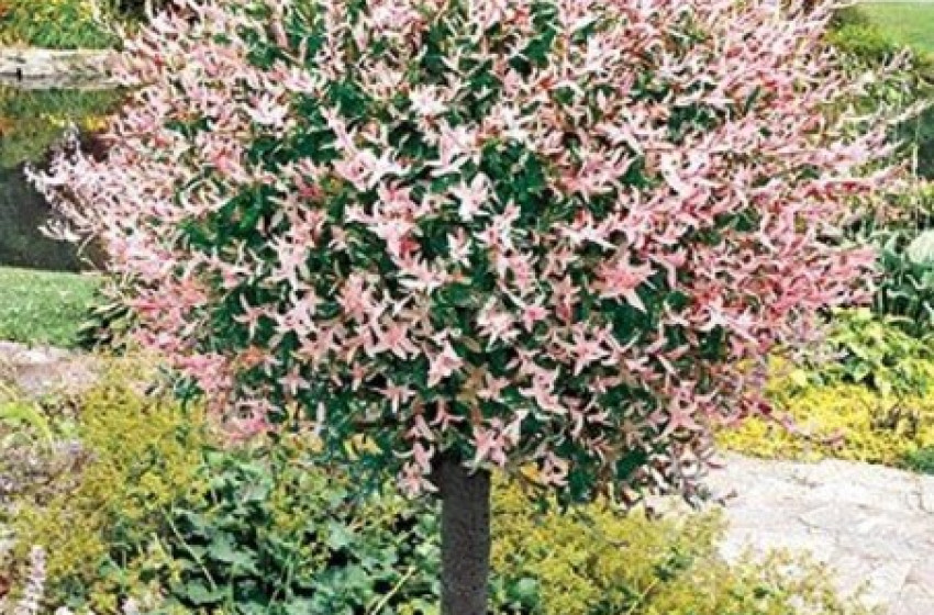 Ez a díszfa hódít most a magyar kertekben