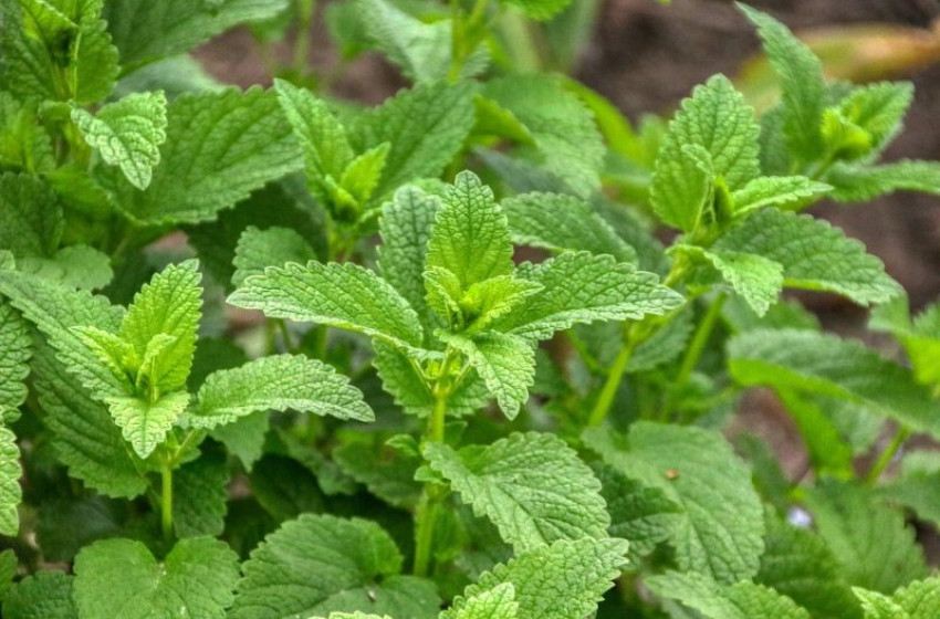 Fűszernövényekkel kártevőmentes lehet a kert