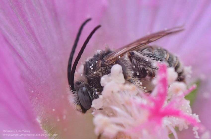 Ma van a Méhek napja Magyarországon
