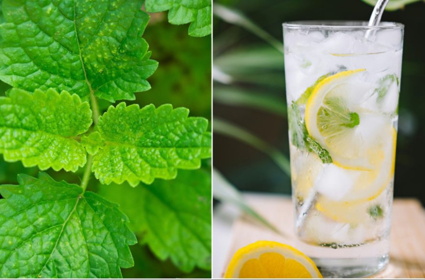 Így készítsünk házi citromfű szörpöt