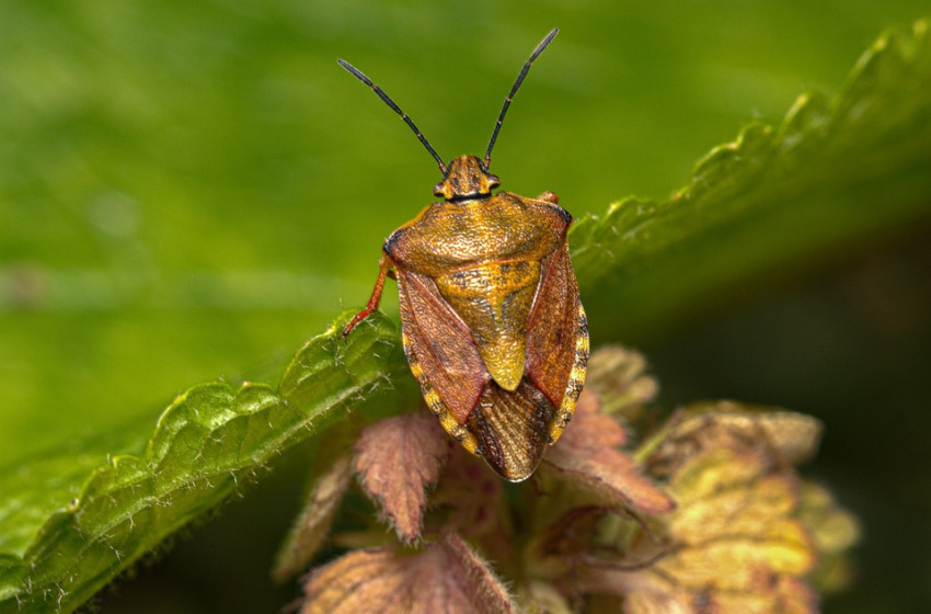 Megjelentek a kertek agresszív rémei, a márványpoloskák