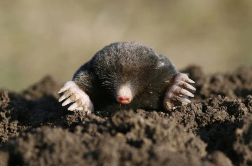 Kertünk vakond nélkül