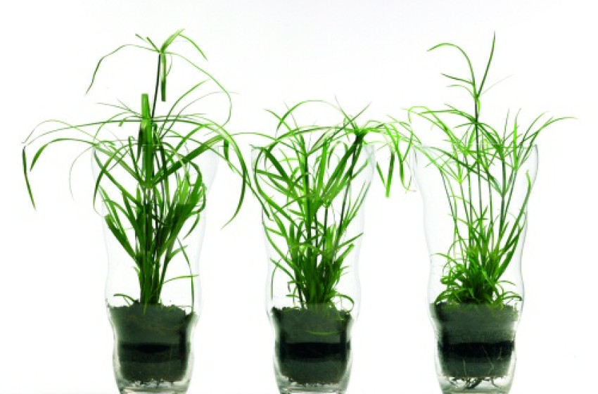 6 szobanövény, amit nem tudsz kinyírni akkor sem, ha túlöntözöd