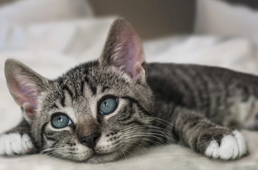 Fagyállóval mérgezik sorra a macskákat