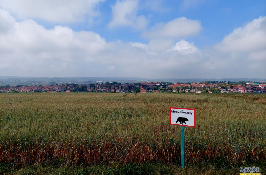 Medve járkál Pest vármegyében