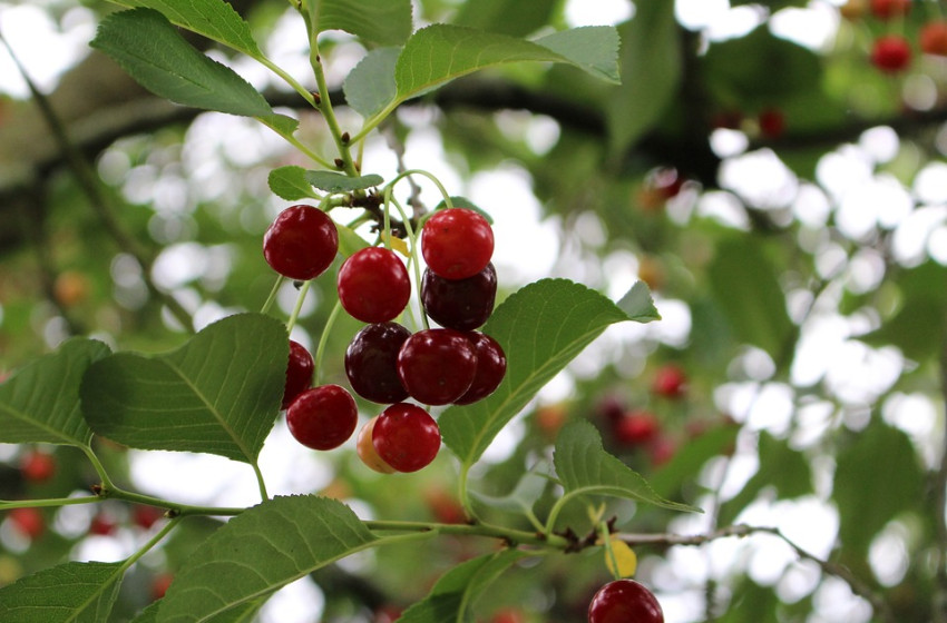 Így segíthetsz, ha korhad a meggyfa törzse