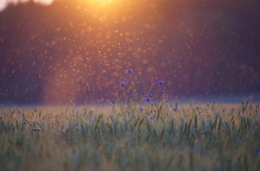 Szúnyoggyérítés a Rábaközben