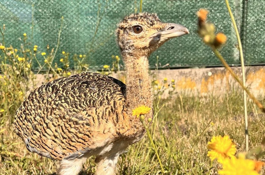 Kibújt az első csibe a Túzokvédelmi Állomáson