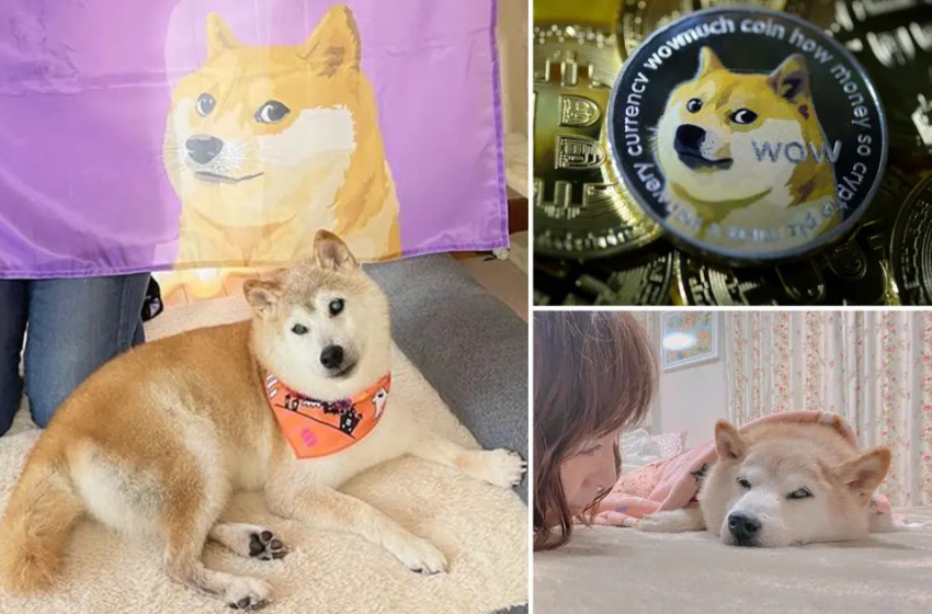 Meghalt a világ egyik leghíresebb kutyája 